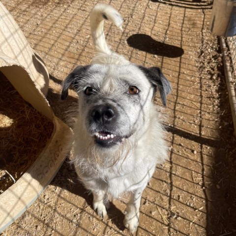 Jesse, an adoptable Australian Cattle Dog / Blue Heeler, Mixed Breed in Taos, NM, 87571 | Photo Image 4