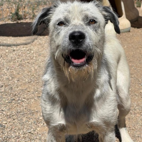 Jesse, an adoptable Australian Cattle Dog / Blue Heeler, Mixed Breed in Taos, NM, 87571 | Photo Image 5