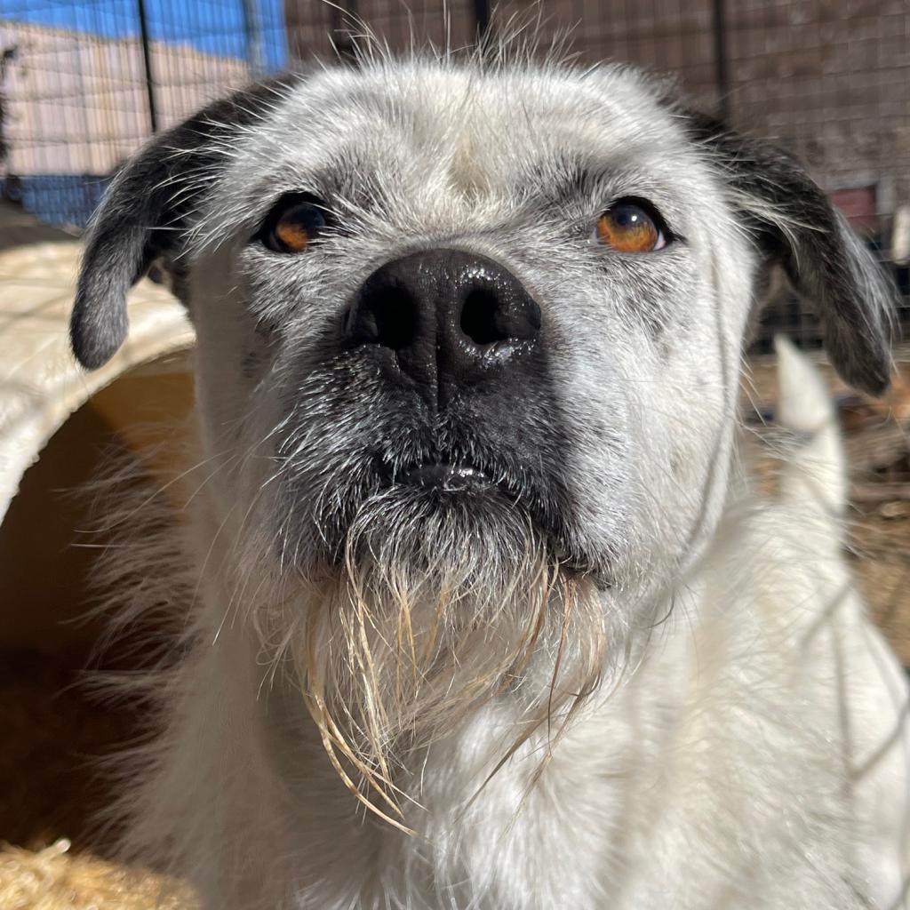 Jesse, an adoptable Australian Cattle Dog / Blue Heeler, Mixed Breed in Taos, NM, 87571 | Photo Image 5