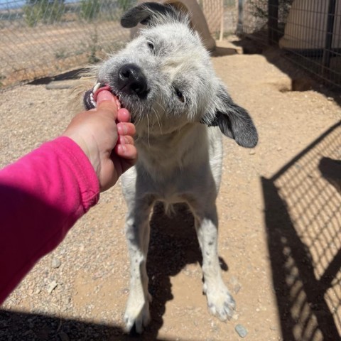 Jesse, an adoptable Australian Cattle Dog / Blue Heeler, Mixed Breed in Taos, NM, 87571 | Photo Image 6