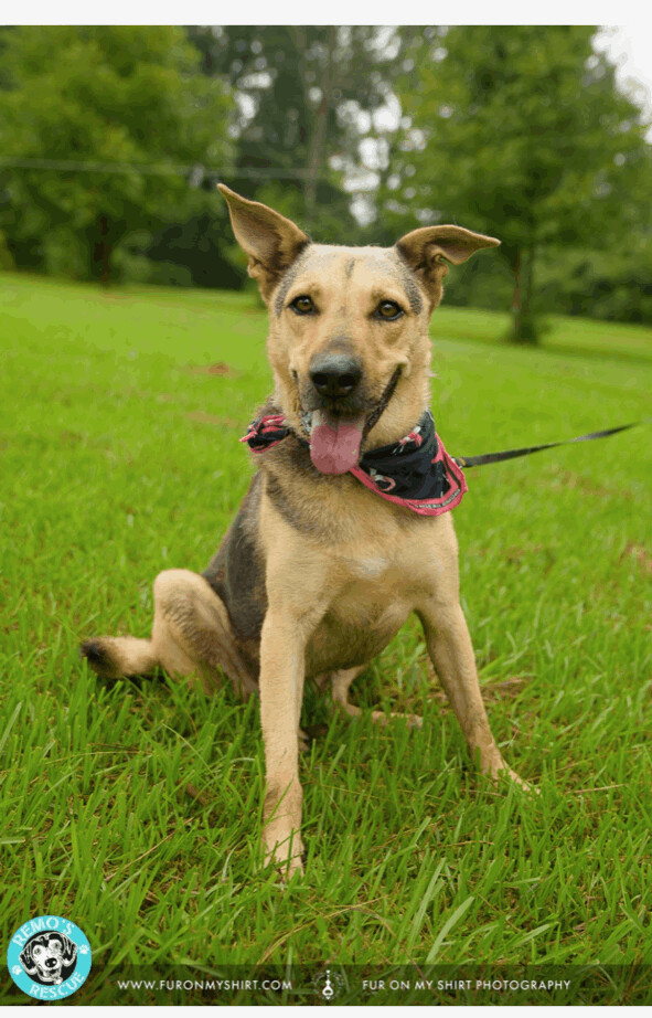 american foxhound german shepherd mix puppy