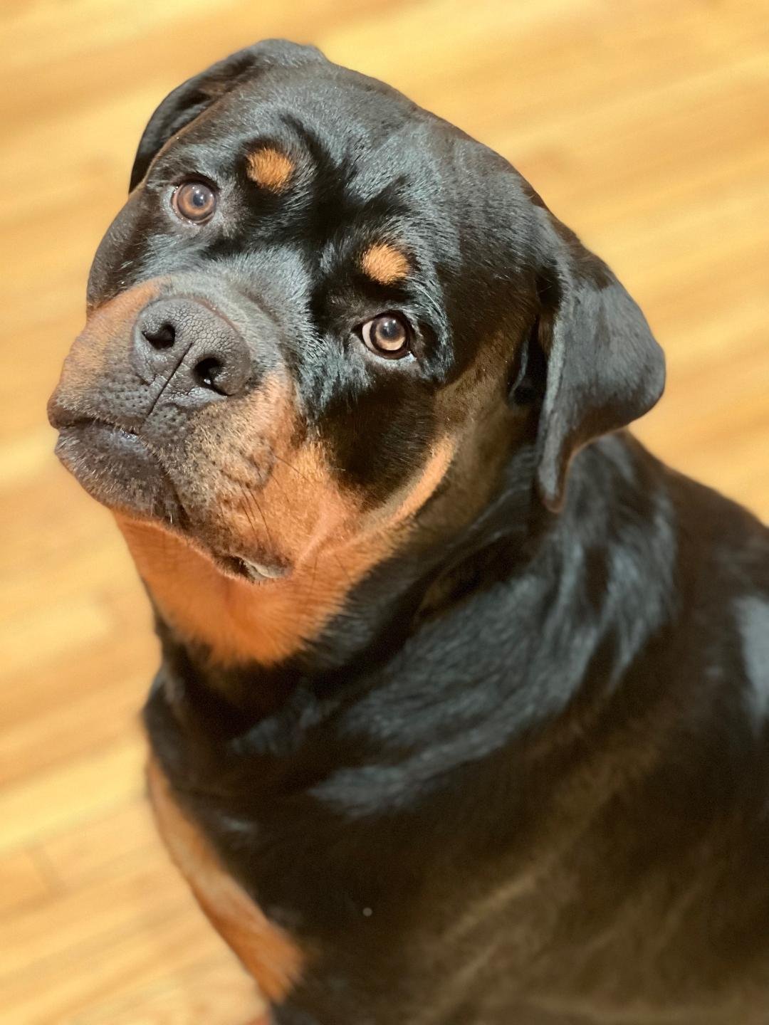 Rocky/Referral, an adoptable Rottweiler in Laurel, MT, 59715 | Photo Image 1