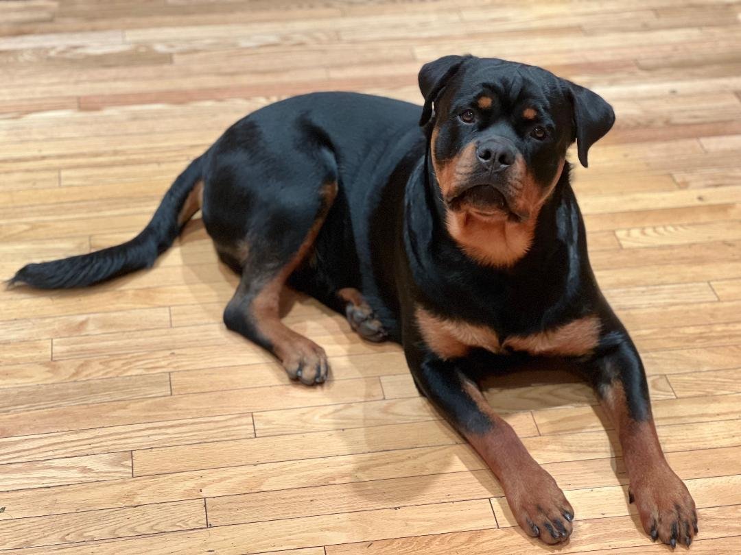 Rocky/Referral, an adoptable Rottweiler in Laurel, MT, 59715 | Photo Image 2