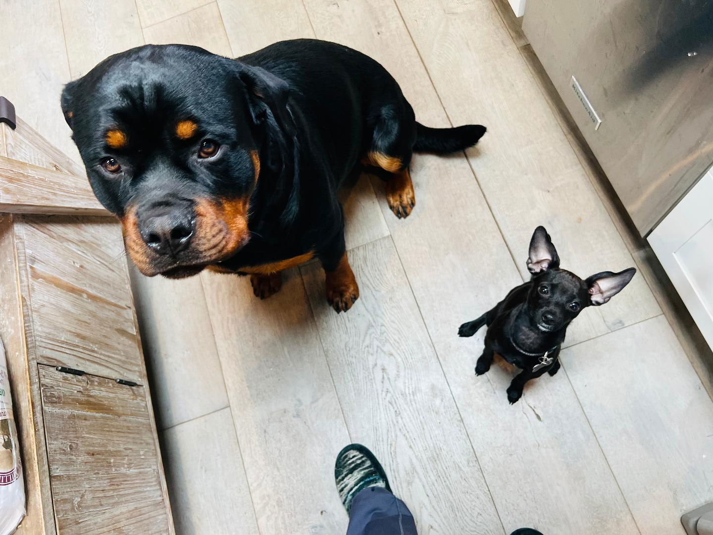 Rocky/Referral, an adoptable Rottweiler in Laurel, MT, 59715 | Photo Image 3