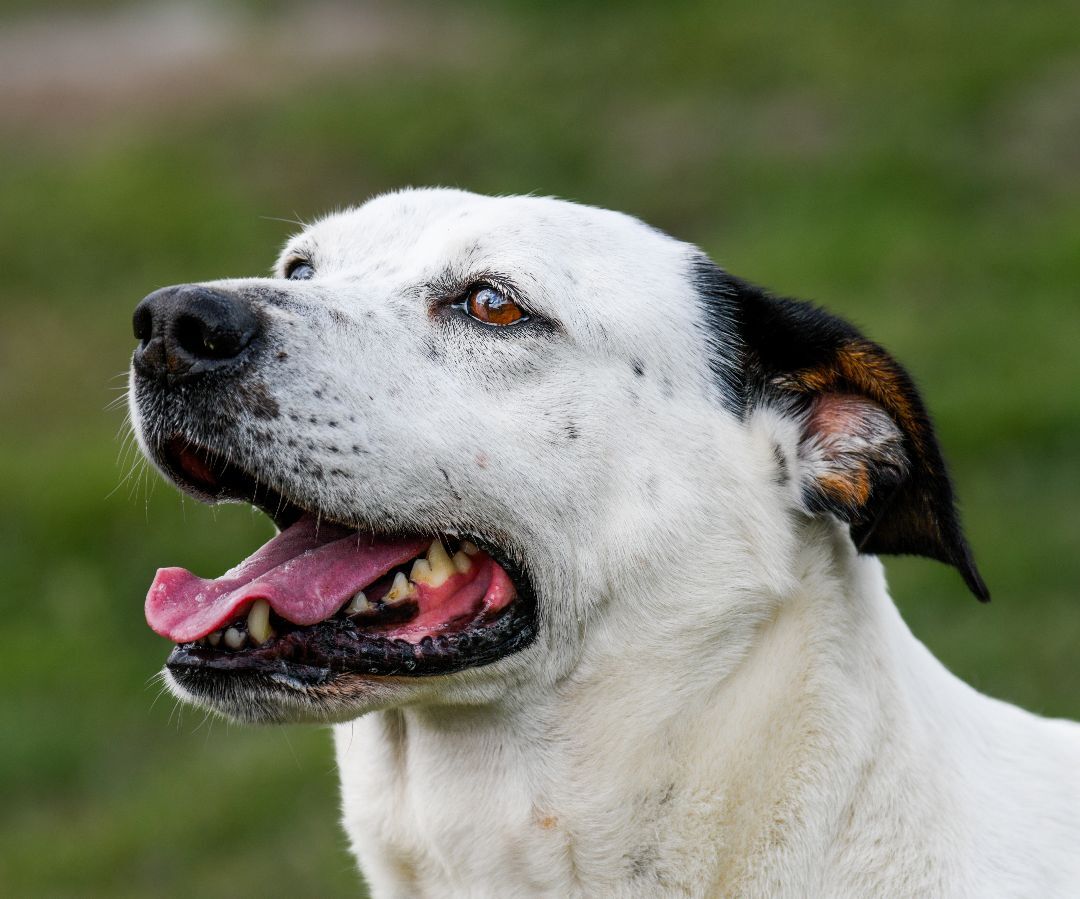 Dog for adoption Paige, an English Pointer & Australian Cattle Dog