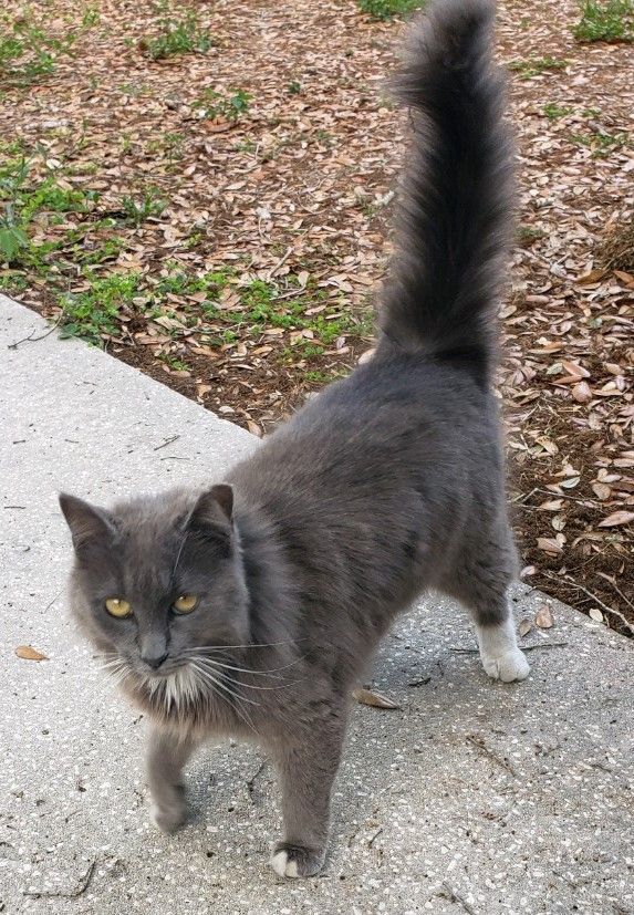 NEBELUNG CAT! Princess Kitty ~ COURTESY LISTING, an adopted Domestic Medium Hair in St. Petersburg, FL_image-6