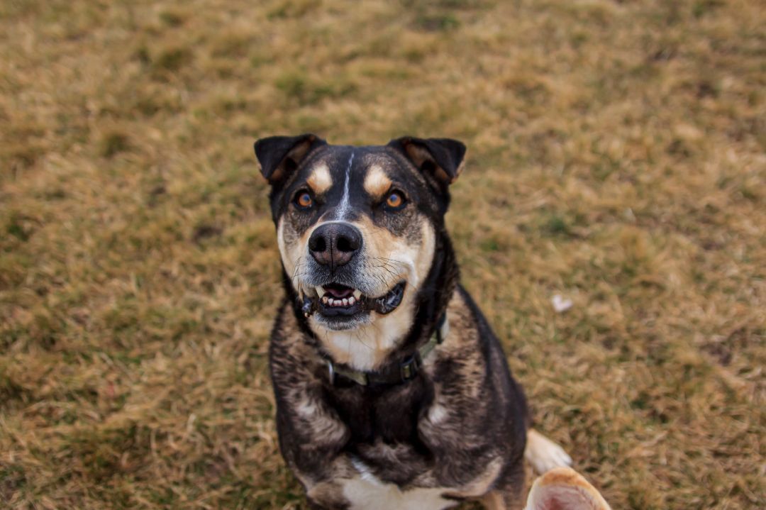 TUKE, an adoptable Alaskan Malamute, Rottweiler in Prineville, OR, 97754 | Photo Image 1