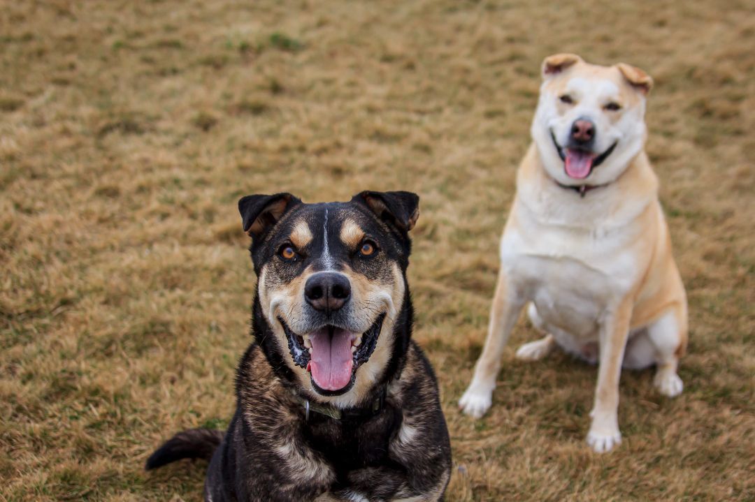 TUKE, an adoptable Husky, Shar-Pei in Prineville, OR, 97754 | Photo Image 5