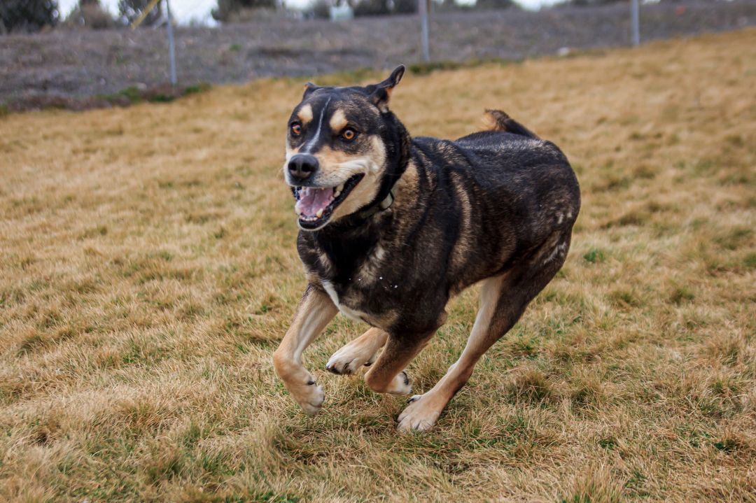 TUKE, an adoptable Alaskan Malamute, Rottweiler in Prineville, OR, 97754 | Photo Image 6