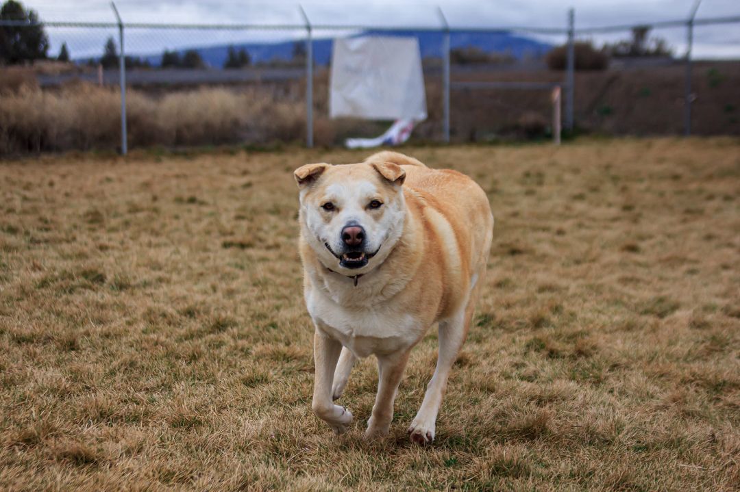 SUGAR, an adoptable Husky, Shar-Pei in Prineville, OR, 97754 | Photo Image 2