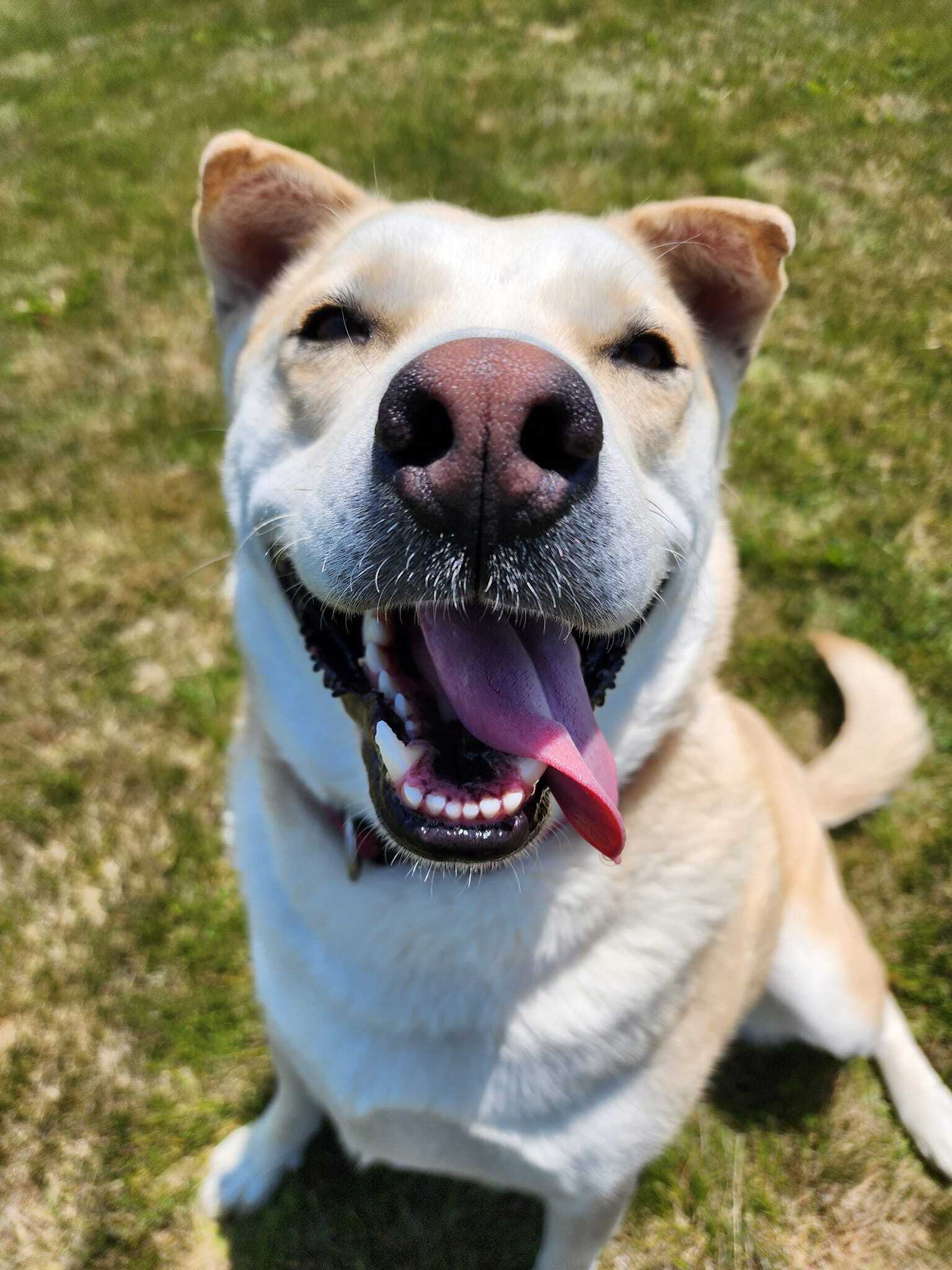 SUGAR, an adoptable Alaskan Malamute, Rottweiler in Prineville, OR, 97754 | Photo Image 4