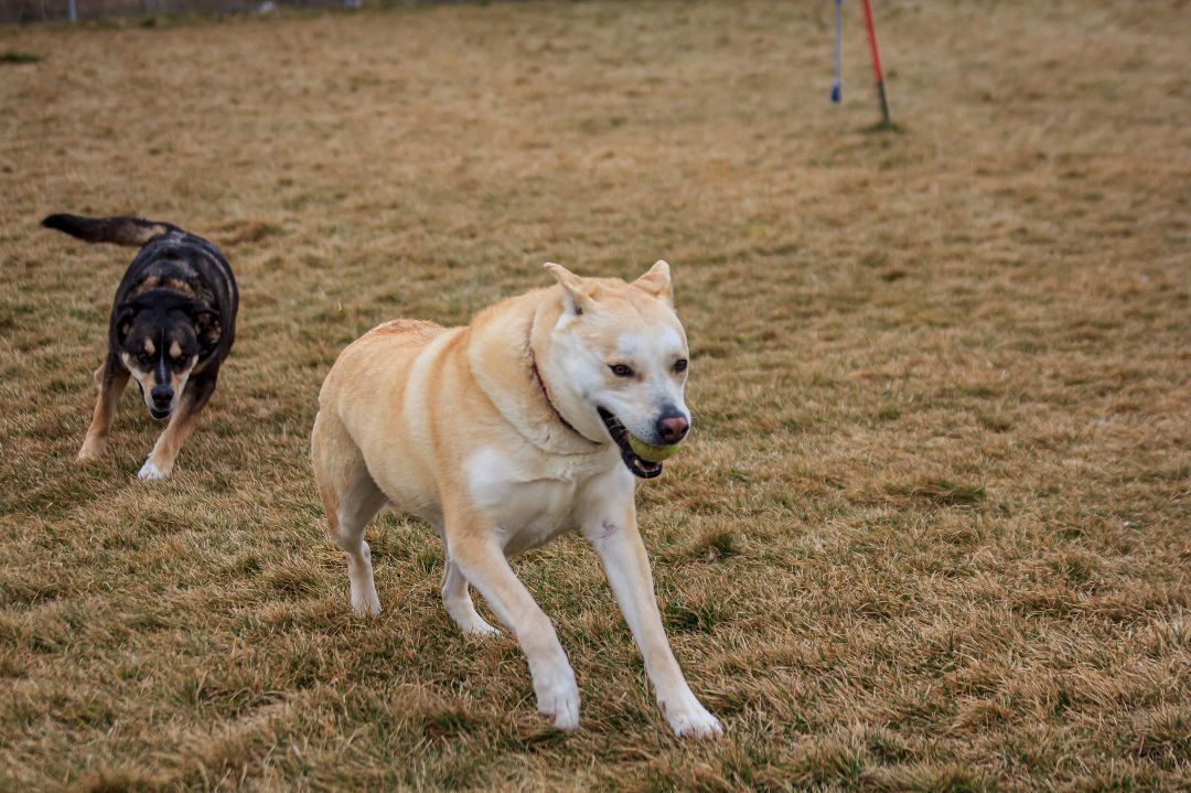 SUGAR, an adoptable Alaskan Malamute, Rottweiler in Prineville, OR, 97754 | Photo Image 5