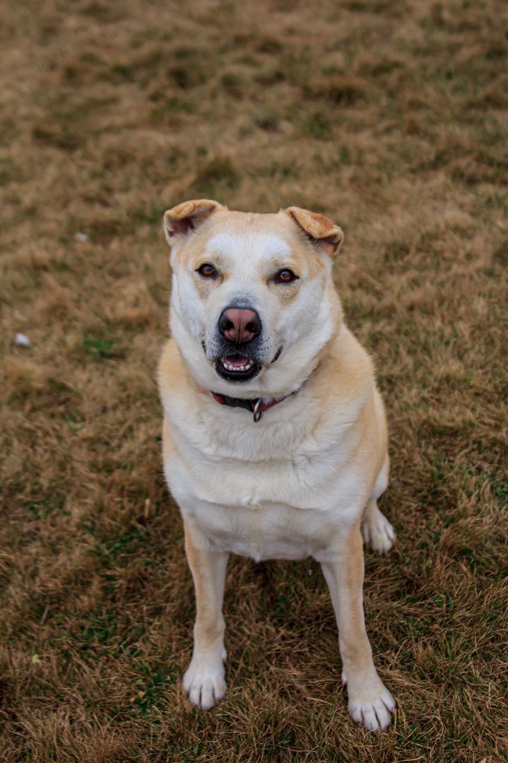SUGAR, an adoptable Husky, Shar-Pei in Prineville, OR, 97754 | Photo Image 6