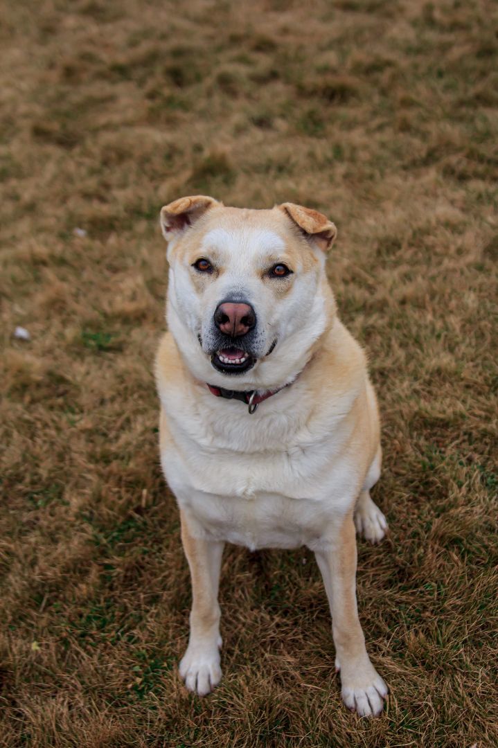 SUGAR, an adoptable Alaskan Malamute, Rottweiler in Prineville, OR, 97754 | Photo Image 6