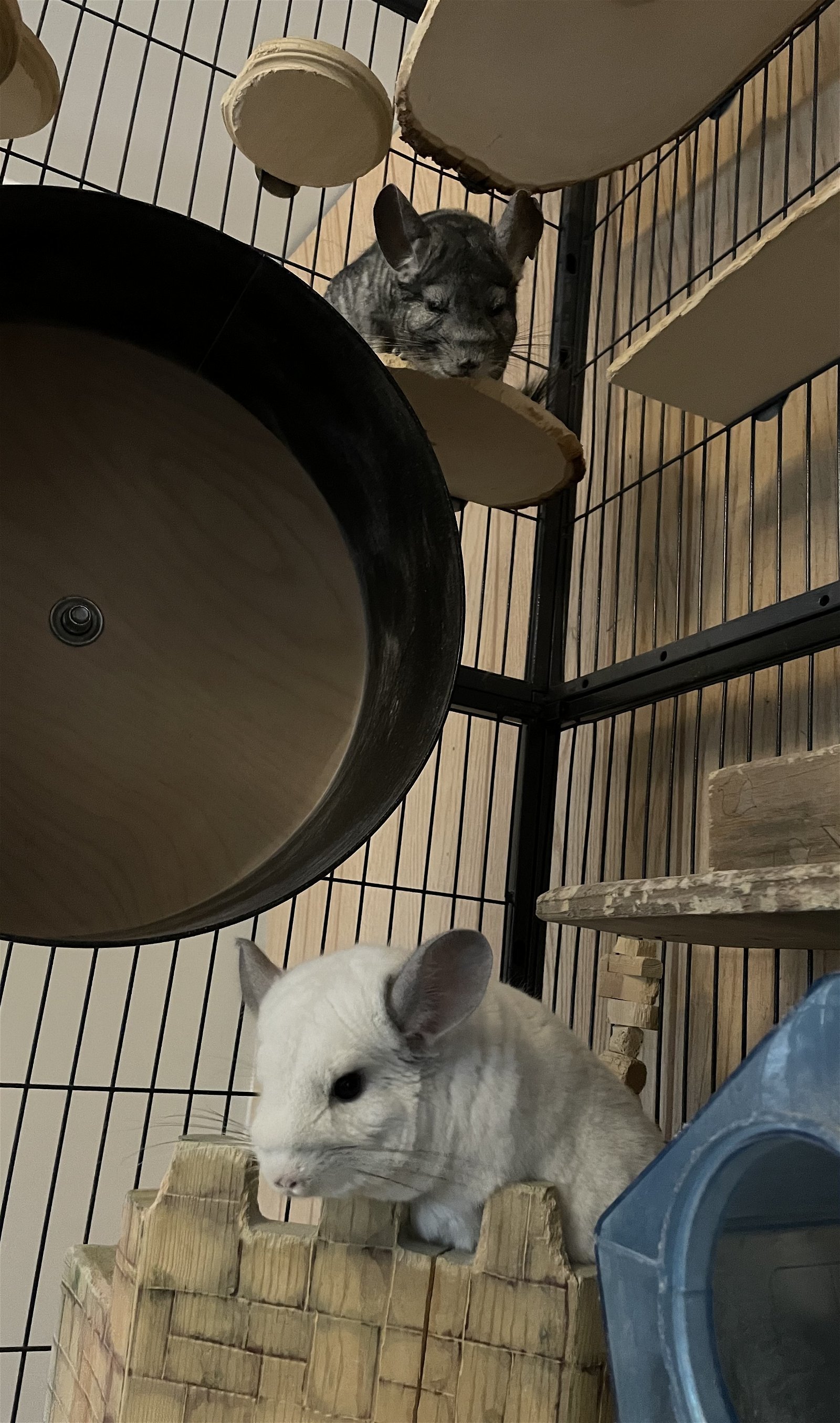 Petfinder chinchilla hot sale