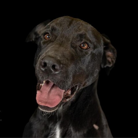 Rocky, an adoptable Labrador Retriever in Baldwin, WI, 54002 | Photo Image 1
