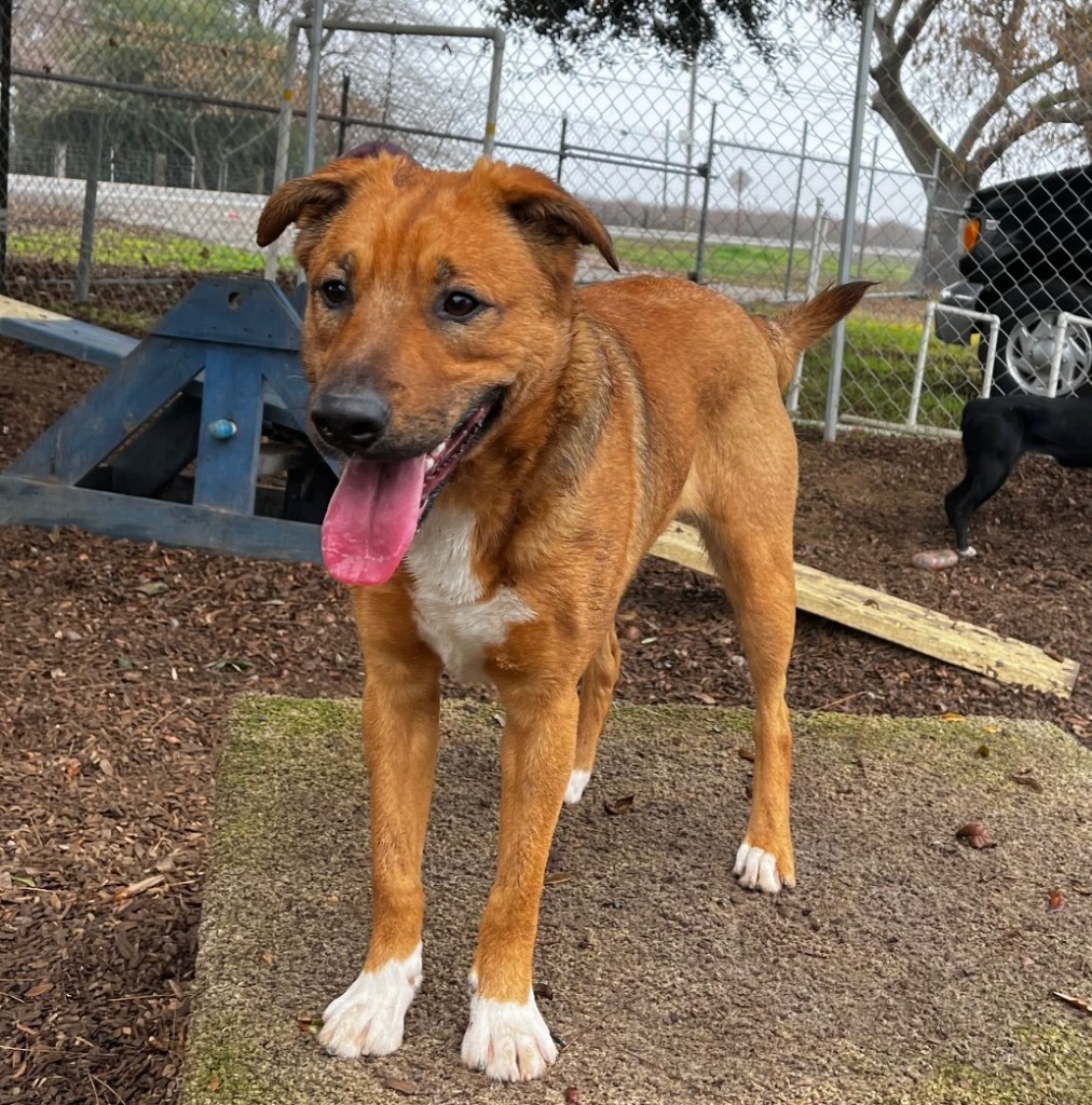 PITA, an adoptable German Shepherd Dog, Border Collie in Lemoore, CA, 93245 | Photo Image 1