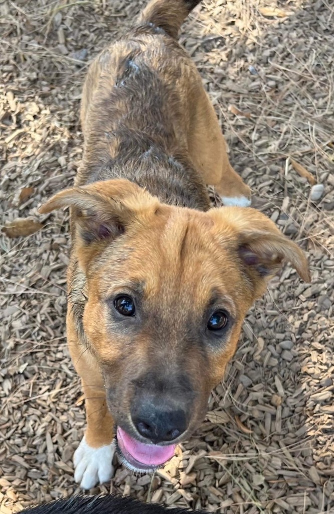 PITA, an adoptable German Shepherd Dog, Border Collie in Lemoore, CA, 93245 | Photo Image 3