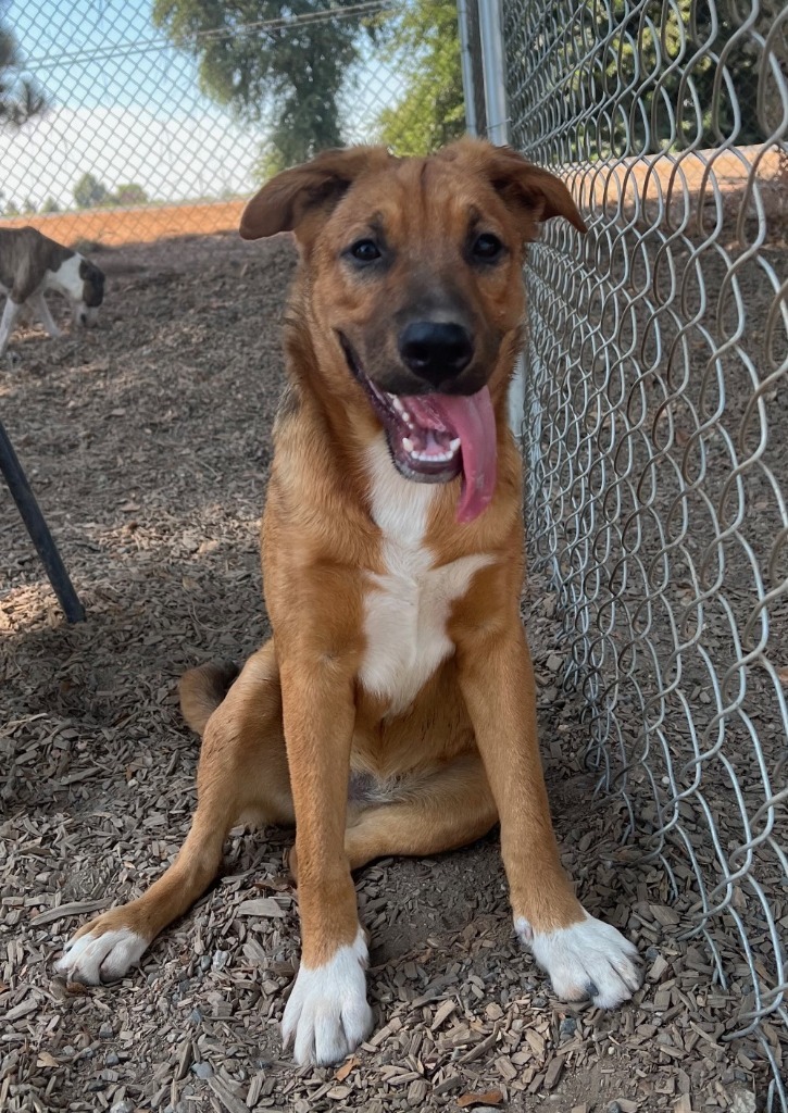 PITA, an adoptable German Shepherd Dog, Border Collie in Lemoore, CA, 93245 | Photo Image 4