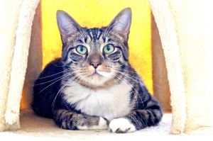 sibshrimp anchovy marlinPuffer has the cutest white socks on all 4 paws and gorgeous tabby stripe