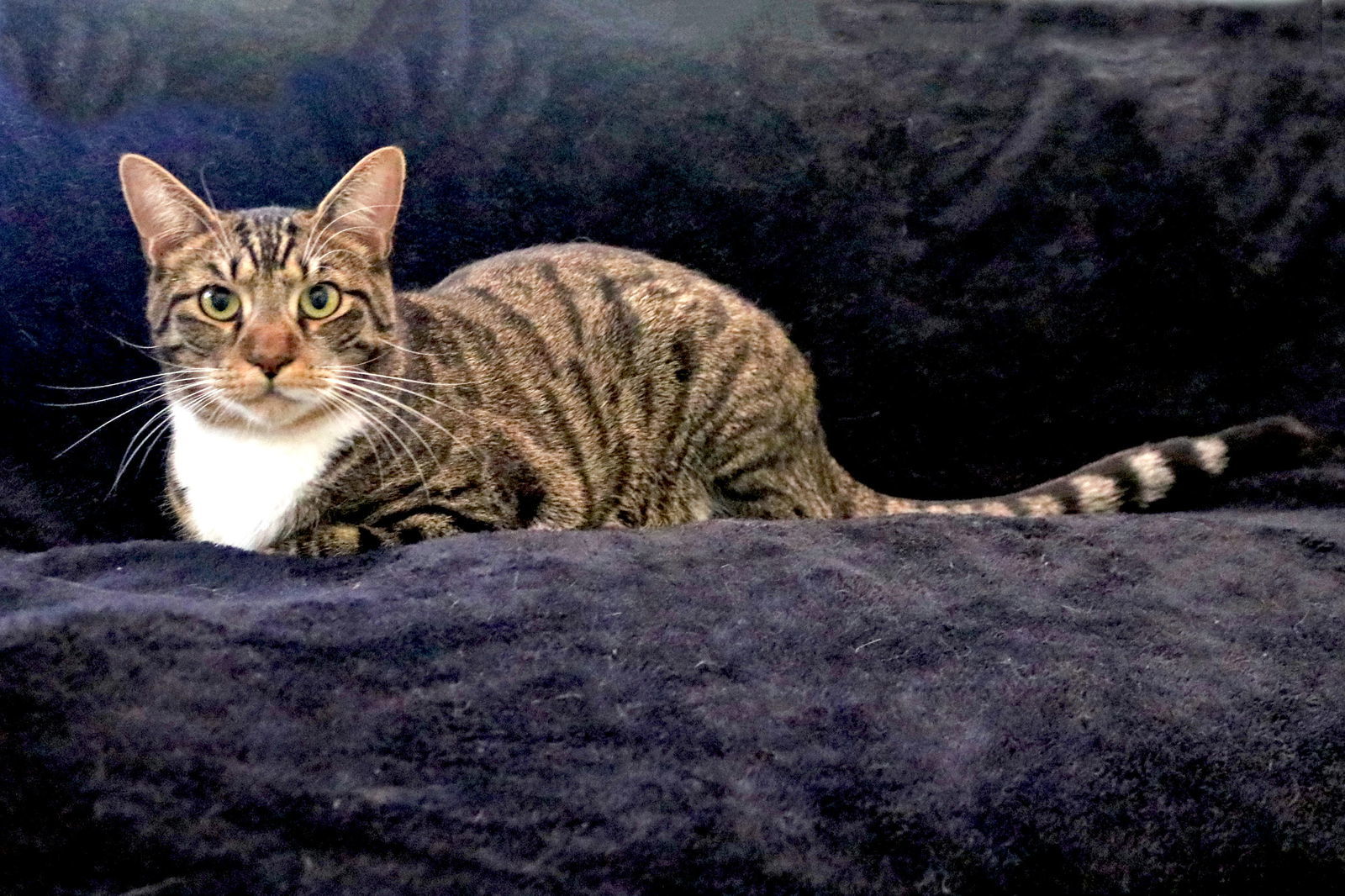 Puffer, an adoptable Tabby in Buford, GA, 30518 | Photo Image 2