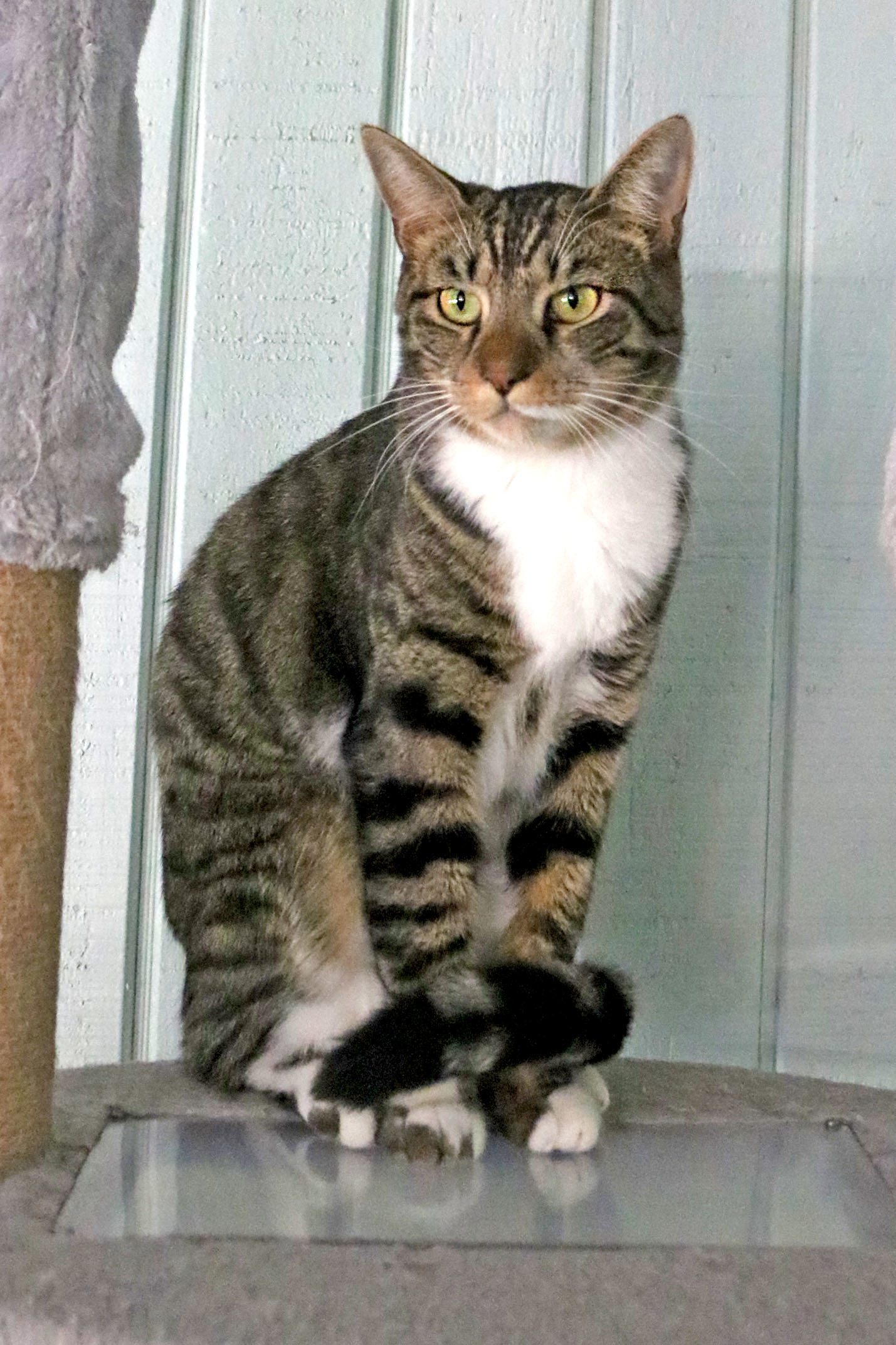 Puffer, an adoptable Tabby in Buford, GA, 30518 | Photo Image 3