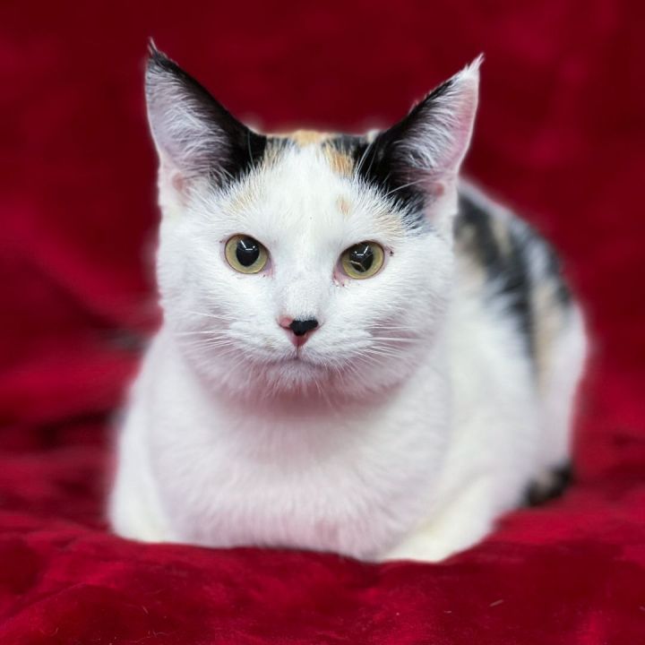 Tot, an adoptable Domestic Short Hair Mix in Minneapolis, MN_image-5