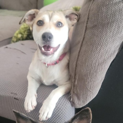 LUNA, an adoptable Cardigan Welsh Corgi, Husky in Union City, PA, 16438 | Photo Image 1