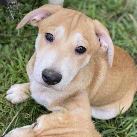 Dog for adoption - LUNA, a Cardigan Welsh Corgi &amp; Husky Mix in ...