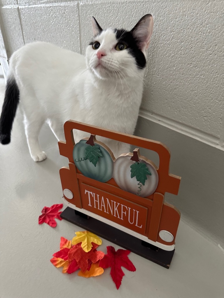Hemi
