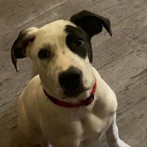 Elderberry, an adoptable Great Pyrenees, Catahoula Leopard Dog in Covington, LA, 70433 | Photo Image 2