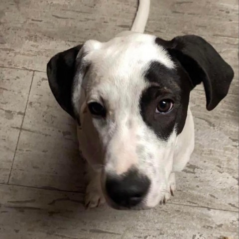 Elderberry, an adoptable Great Pyrenees, Catahoula Leopard Dog in Covington, LA, 70433 | Photo Image 3