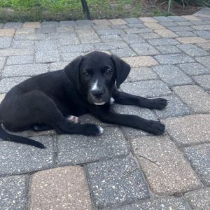 Gooseberry, Young Male Great Pyrenees