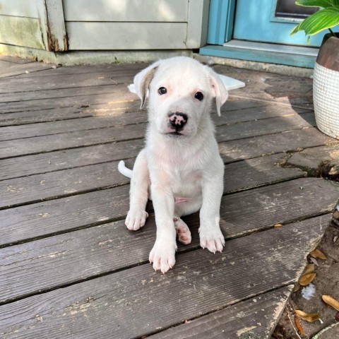 Mulberry, an adoptable Great Pyrenees, Catahoula Leopard Dog in Covington, LA, 70433 | Photo Image 2