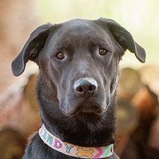 Indy - Courtesy Listing, an adoptable Black Labrador Retriever in Carlsbad Springs, ON, K0A 1K0 | Photo Image 1
