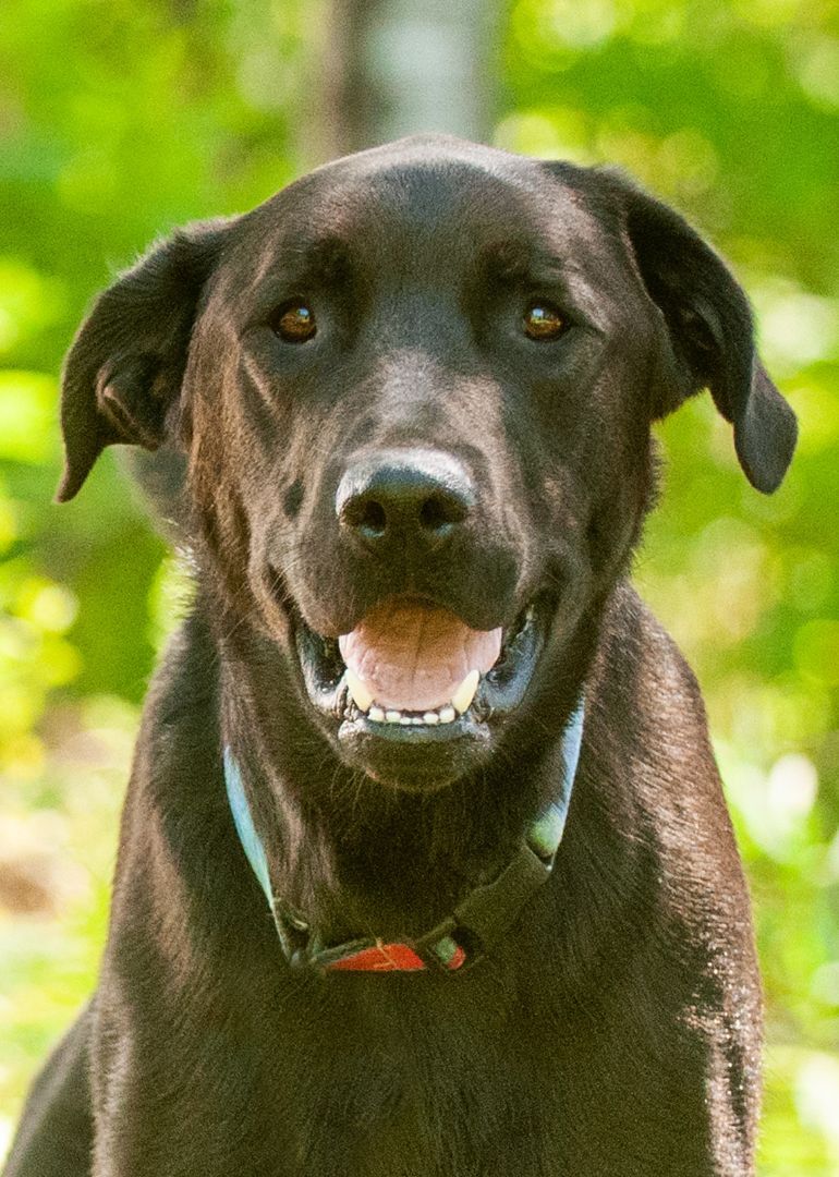 Indy - Courtesy Listing, an adoptable Black Labrador Retriever in Carlsbad Springs, ON, K0A 1K0 | Photo Image 4