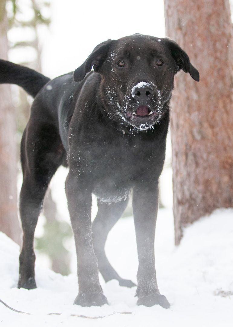 Indy - Courtesy Listing, an adoptable Black Labrador Retriever in Carlsbad Springs, ON, K0A 1K0 | Photo Image 5