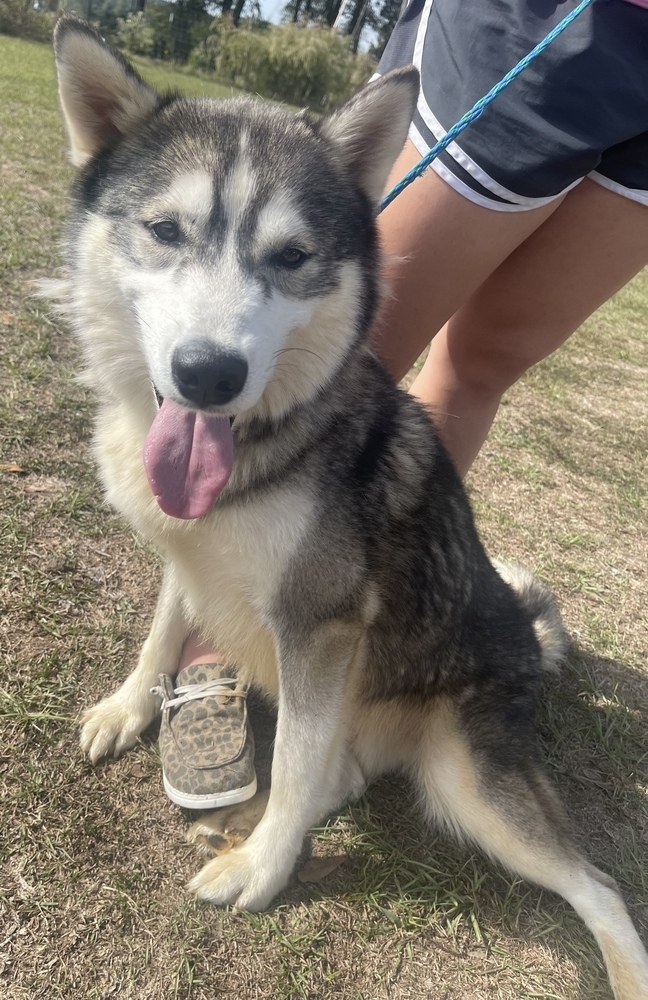 Balto, an adoptable Husky in Troy, AL_image-1
