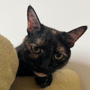 You would never know that this happy affectionate chatty adorable little lady had some terrible t