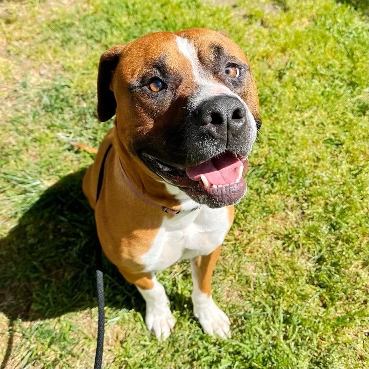 Maverick, an adoptable Pit Bull Terrier in Chico, CA, 95928 | Photo Image 1