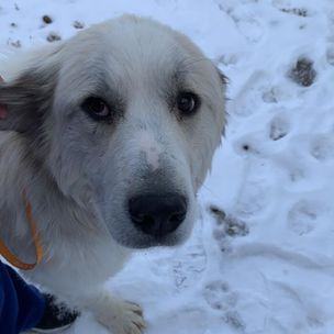 Suzy, an adoptable Great Pyrenees in GUERNSEY, WY, 82214 | Photo Image 3