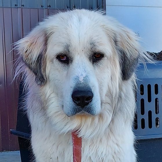 Suzy, an adoptable Great Pyrenees in GUERNSEY, WY, 82214 | Photo Image 1