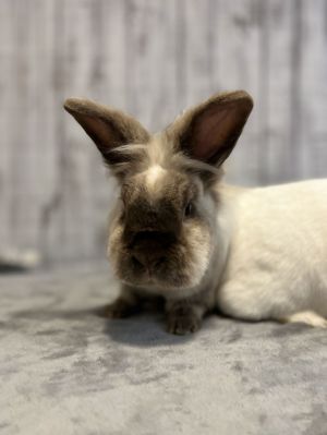 Comet, Senior Male unknown