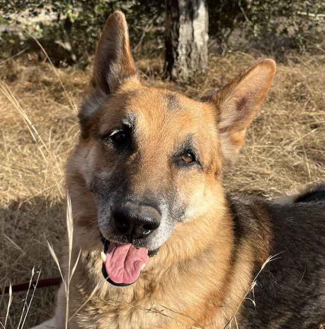 Thulani senior german shepherd 2024 rescue