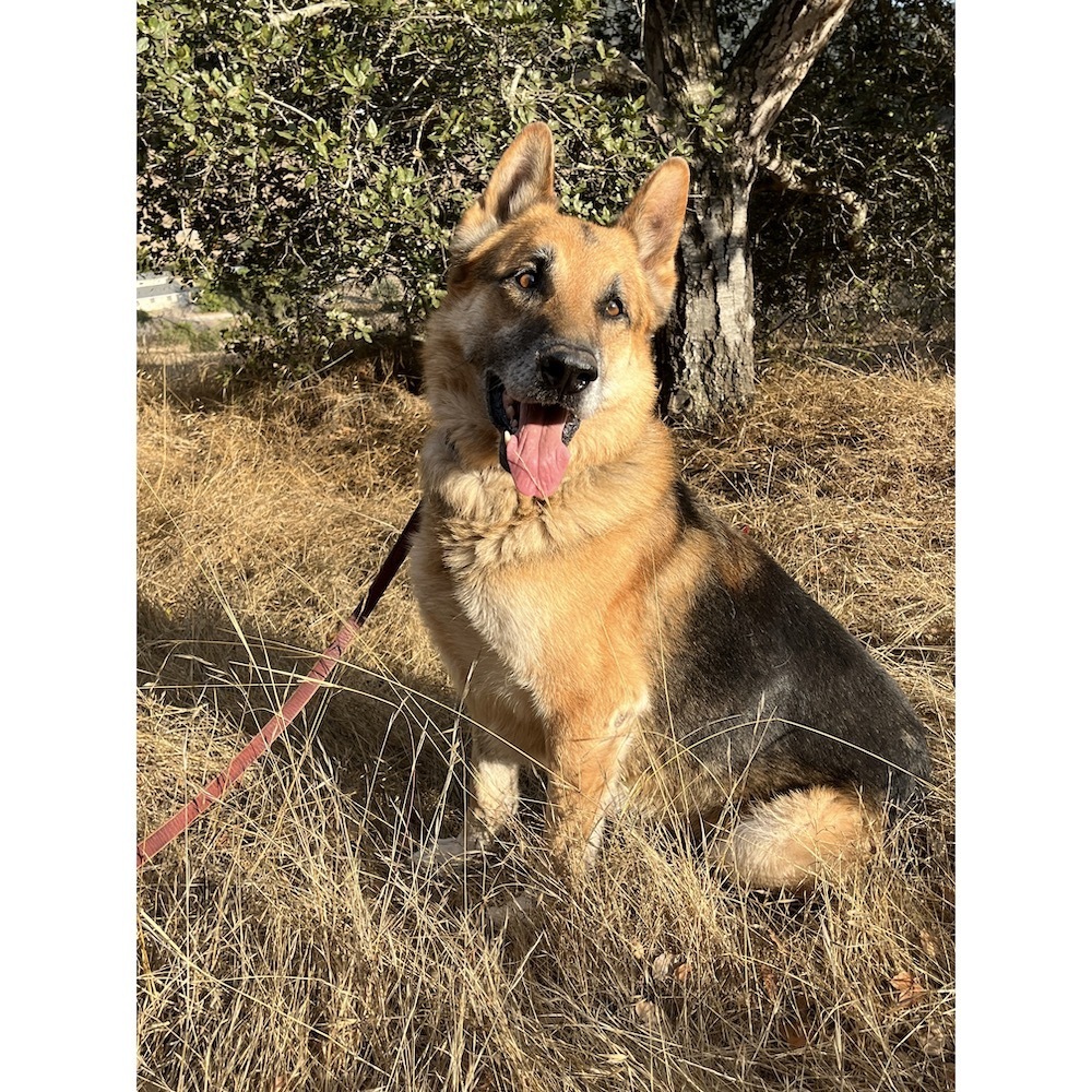Gizmo T, an adoptable German Shepherd Dog in San Juan Bautista, CA, 95045 | Photo Image 4