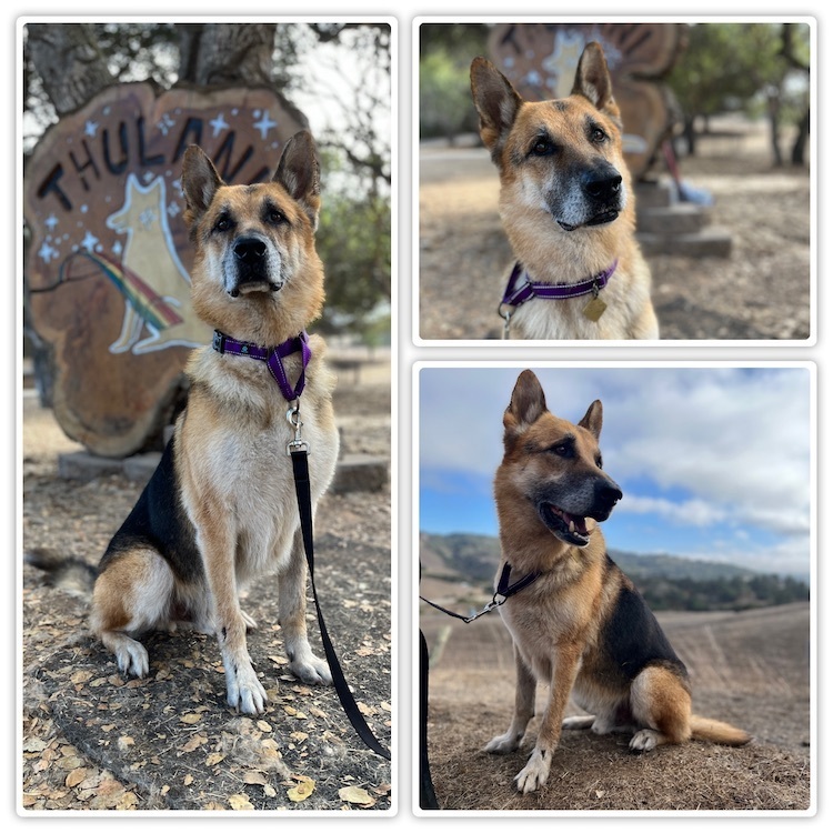 Gizmo T, an adoptable German Shepherd Dog in San Juan Bautista, CA, 95045 | Photo Image 5