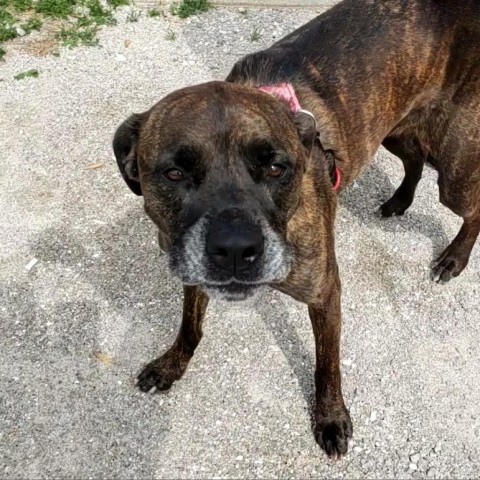Nala, an adoptable Pit Bull Terrier, Boxer in Springfield, IL, 62702 | Photo Image 3
