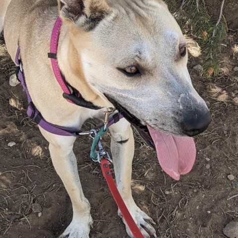 Stella, an adoptable Labrador Retriever, Mixed Breed in Taos, NM, 87571 | Photo Image 2