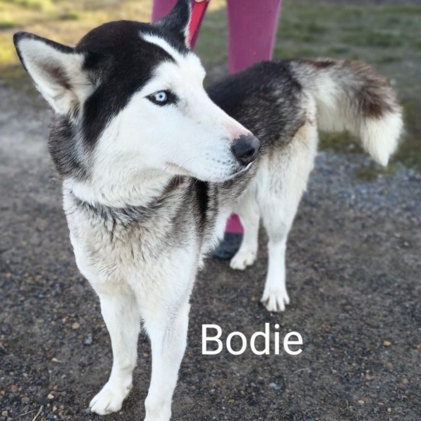 Bodie (Bodacious), an adoptable Husky in Millville, UT, 84326 | Photo Image 1