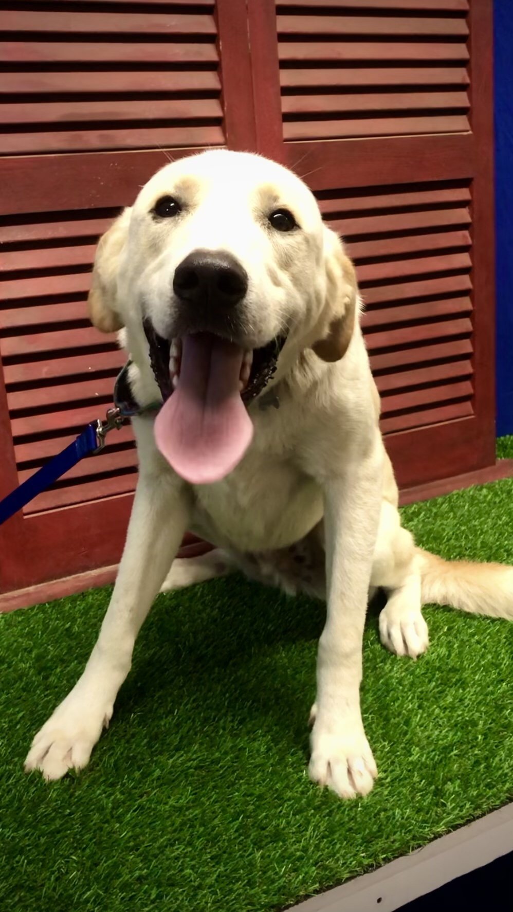 Lil Ricky, an adoptable Great Pyrenees in Longview, TX, 75605 | Photo Image 1
